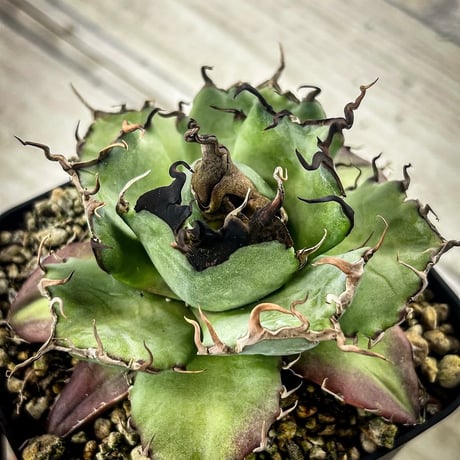 商品 | アガベ専門店 Heart plants.