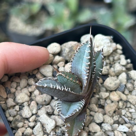 アガベ　Heart plants実生オテロイ　強棘個体