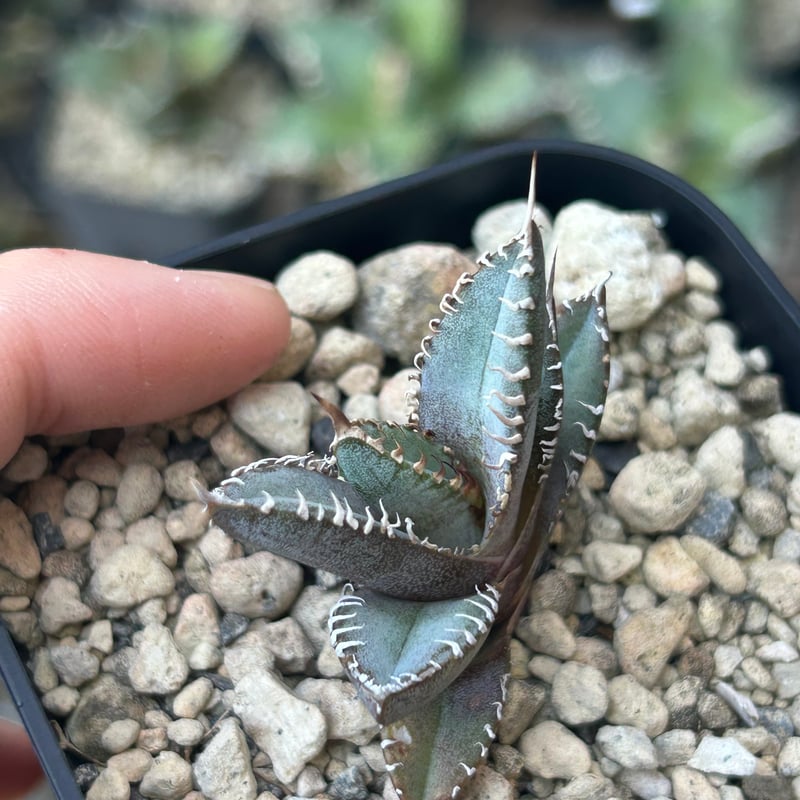 アガベ Heart plants実生オテロイ 強棘個体 | アガベ専門店 Heart plants.