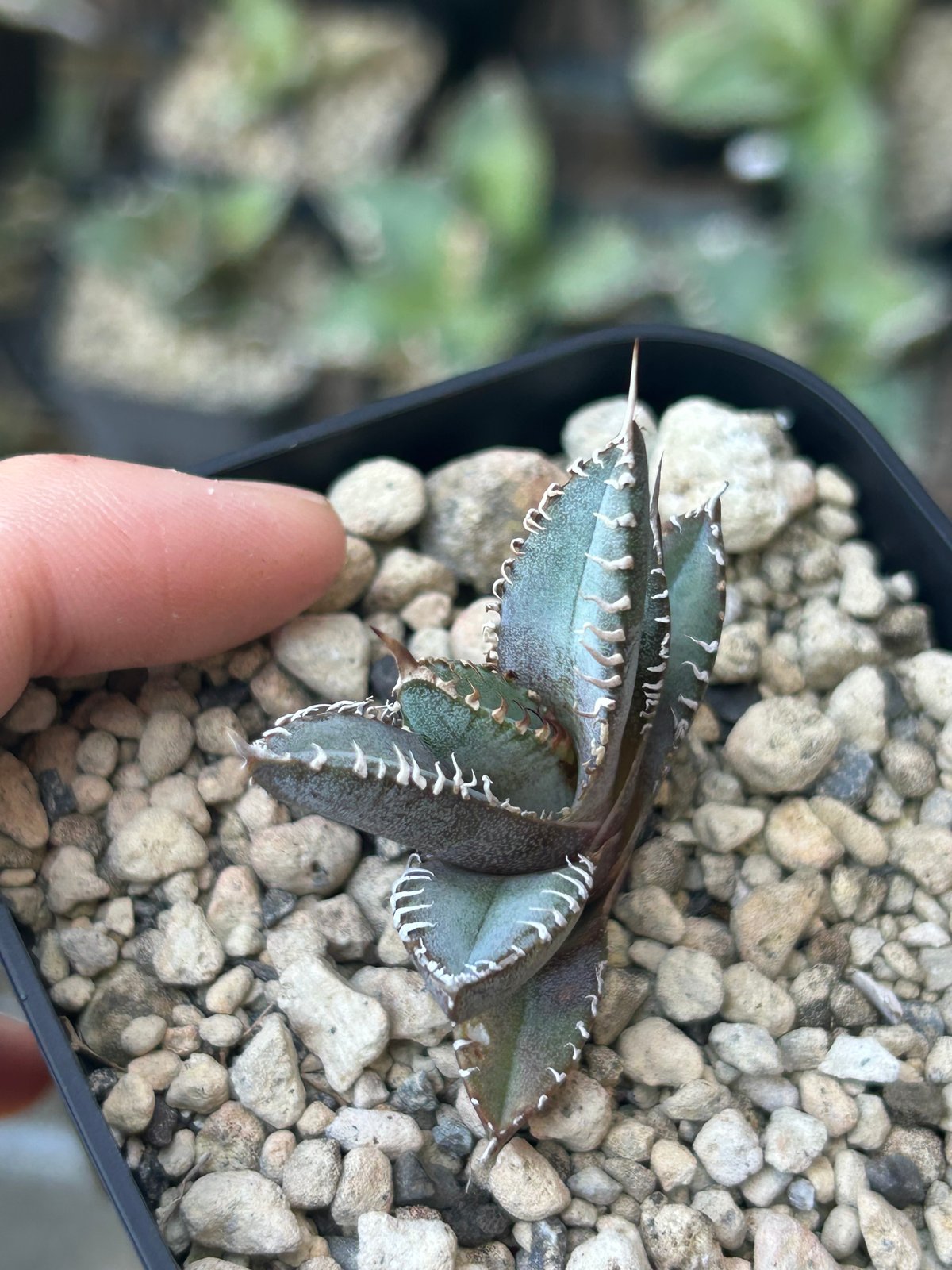 アガベ Heart plants実生オテロイ 強棘個体 | アガベ専門店 Heart plants.
