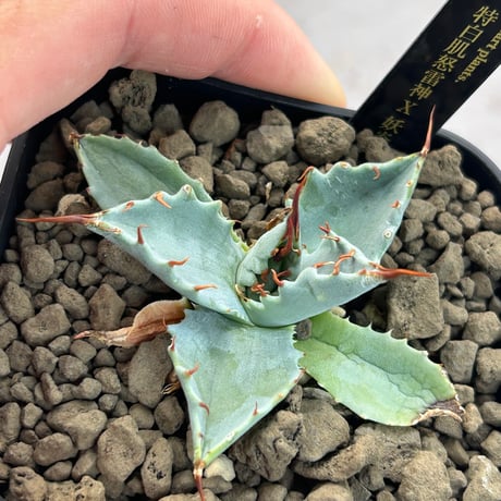 アガベ　特白肌×妖炎　huplants実生ノーナンバー　繁殖苗　ハイブリッド　青葉