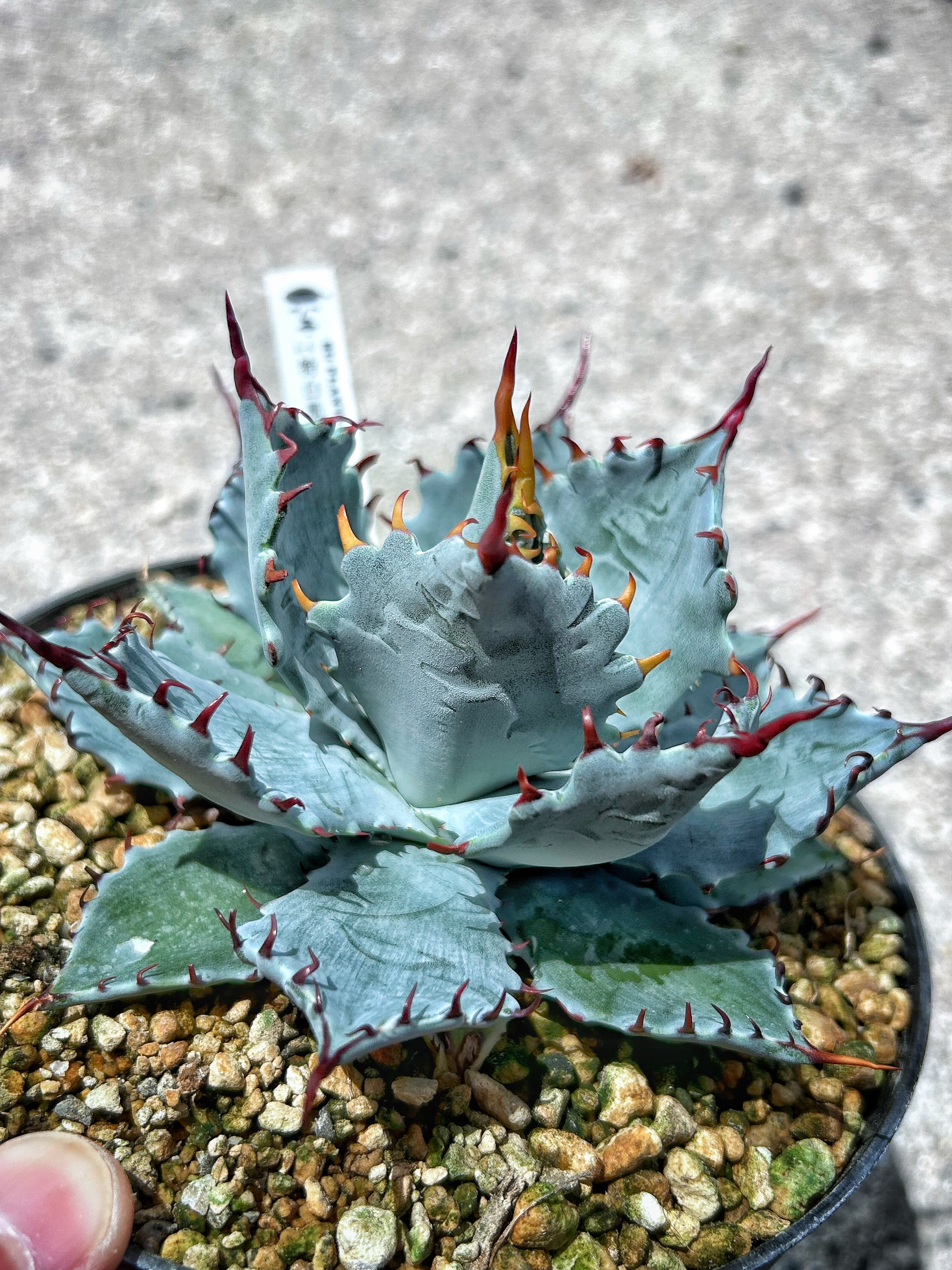 特白肌怒雷神×屈原の舞扇 A6 子株 | アガベ専門店 Heart plants.