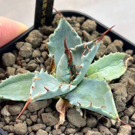アガベ　特白肌×妖炎　huplants実生ノーナンバー　繁殖苗　ハイブリッド　青葉