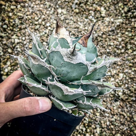 商品 | アガベ専門店 Heart plants.