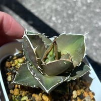 アガベ　シャーク実生　イランseedling  裏棘
