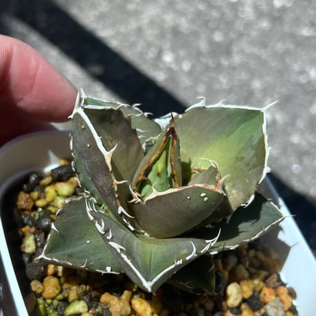アガベ　シャーク実生　イランseedling  裏棘