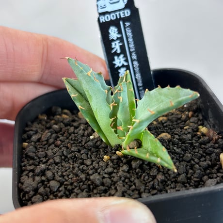 CATEGORY Agave | アガベ専門店 Heart plants.