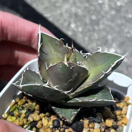 アガベ　シャーク実生　イランseedling  裏棘