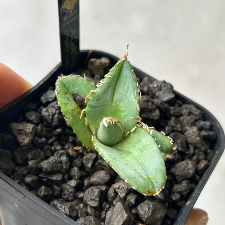 アガベ　Heart plants コレクション　OX021 子株　ワイド葉強棘個体