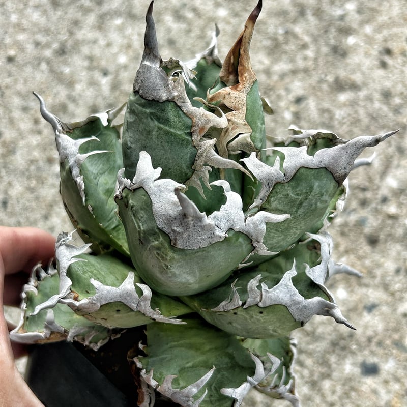 アガベ 台湾GODZILLA 大きめ株 ゴリゴリ強棘 | アガベ専門店 Heart plants.