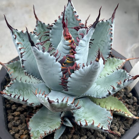 商品 | アガベ専門店 Heart plants.