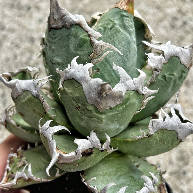 アガベ 台湾GODZILLA 大きめ株 ゴリゴリ強棘 | アガベ専門店 Heart plants.
