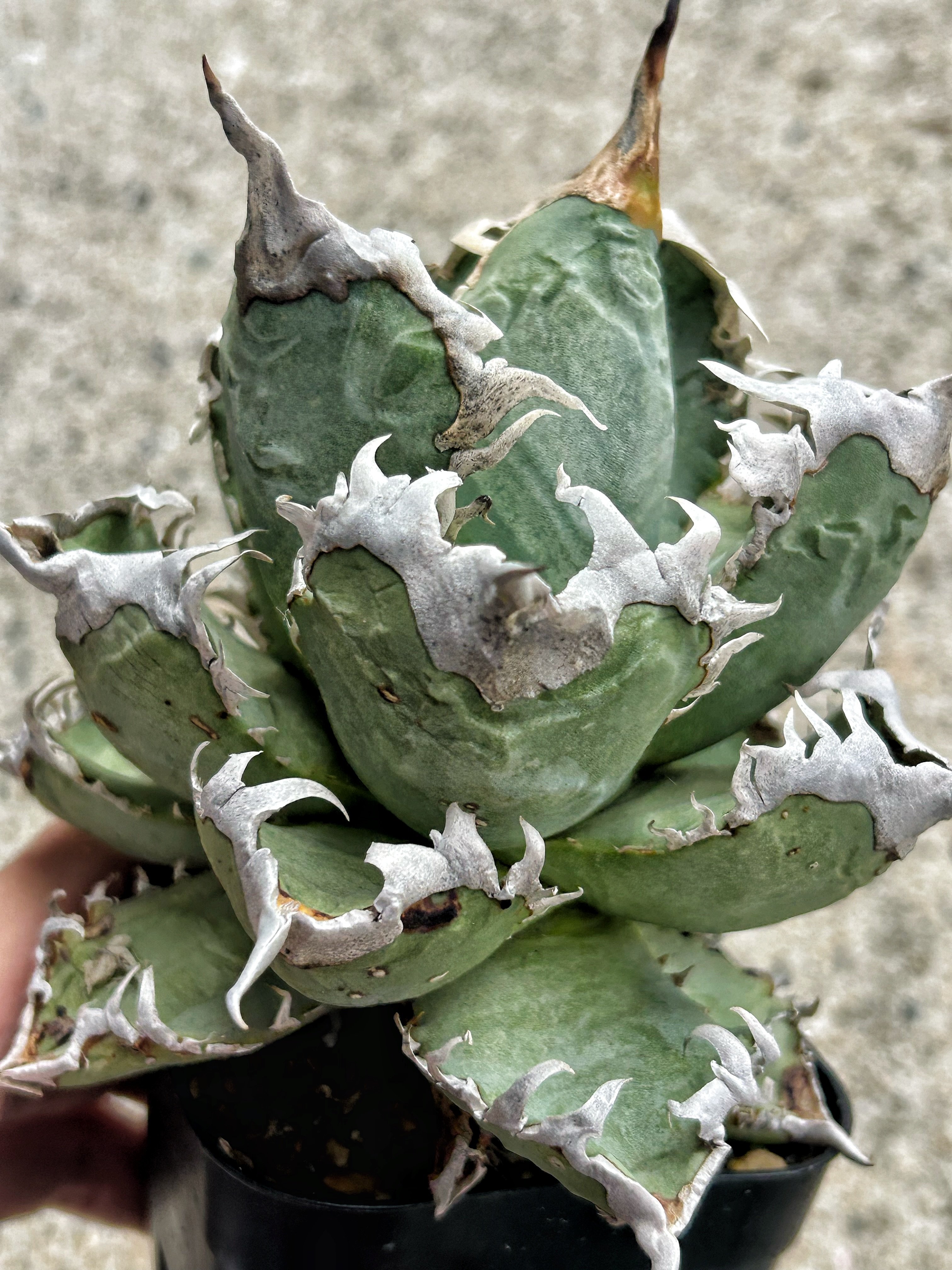 アガベ 台湾GODZILLA 大きめ株 ゴリゴリ強棘 | アガベ専門店 Heart plants.