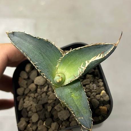 HP042 管理名"ネメア"　Heartplants  コレクションオテロイ