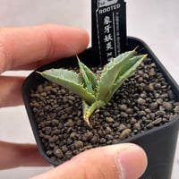 アガベ　象牙妖炎×黒帝斯　実生苗発根済み　 rooted産タグ付き