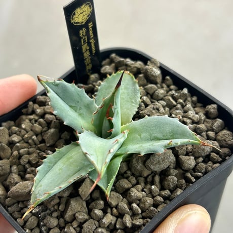 アガベ専門店 Heart plants.