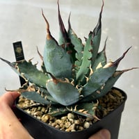 アガベ 妖炎BB ハイブリッド 青葉 | アガベ専門店 Heart plants.