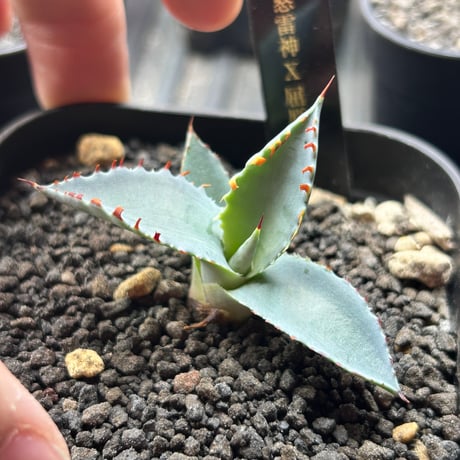 アガベ　極太連棘　A-82 特白肌×屈原　huplants産　桃花塢種兄弟