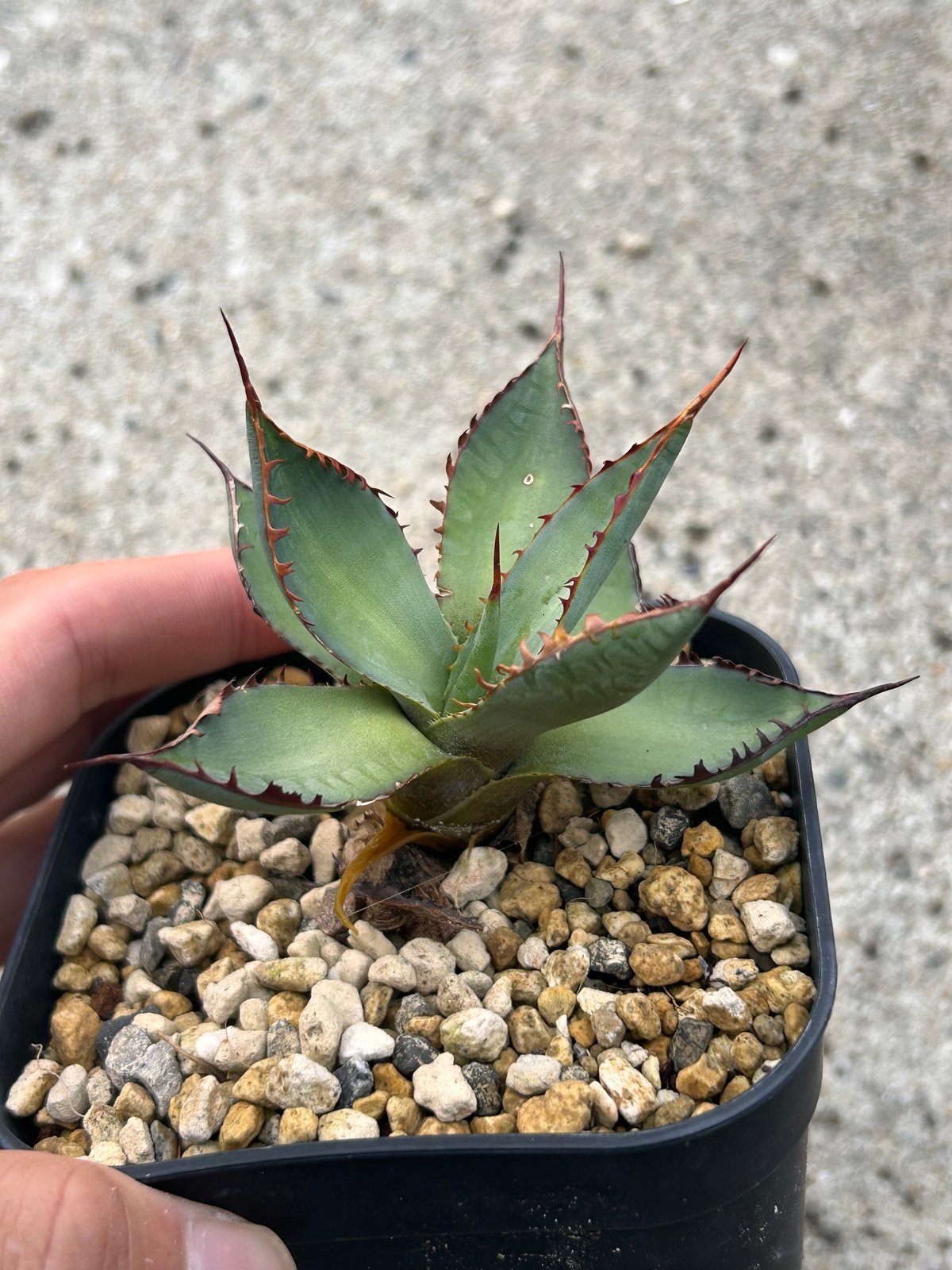 アガベ 噴火龍 瀧雷×屈原 連棘ハイブリッド | アガベ専門店 Heart plants.