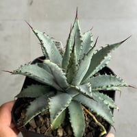青連×妖炎 ハイブリッドアガベ | アガベ専門店 Heart plants.
