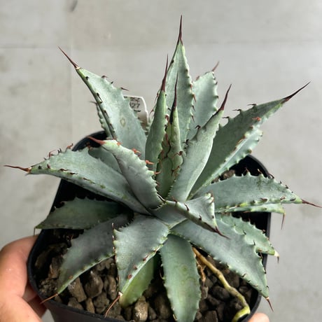アガベ専門店 Heart plants.