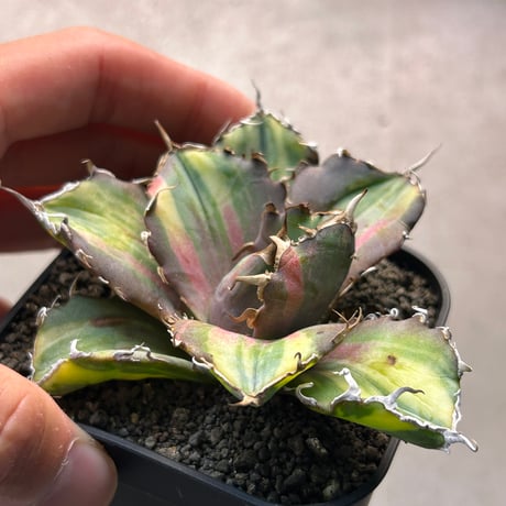 アガベ　氷海inspire 安曇野白鯨斑入　Heartplants育成株　　鮮明斑入り個体