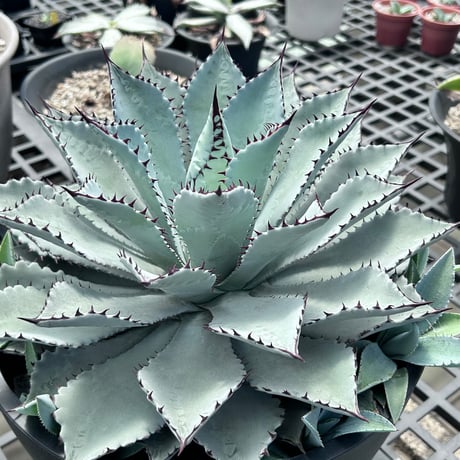 商品 | アガベ専門店 Heart plants.