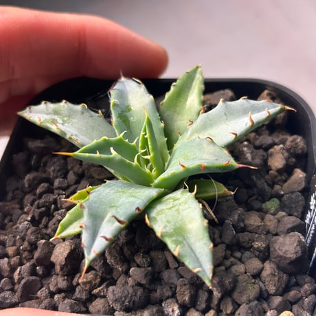 商品 | アガベ専門店 Heart plants.