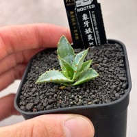 アガベ　象牙妖炎×黒帝斯　実生苗発根済み　 rooted産タグ付き