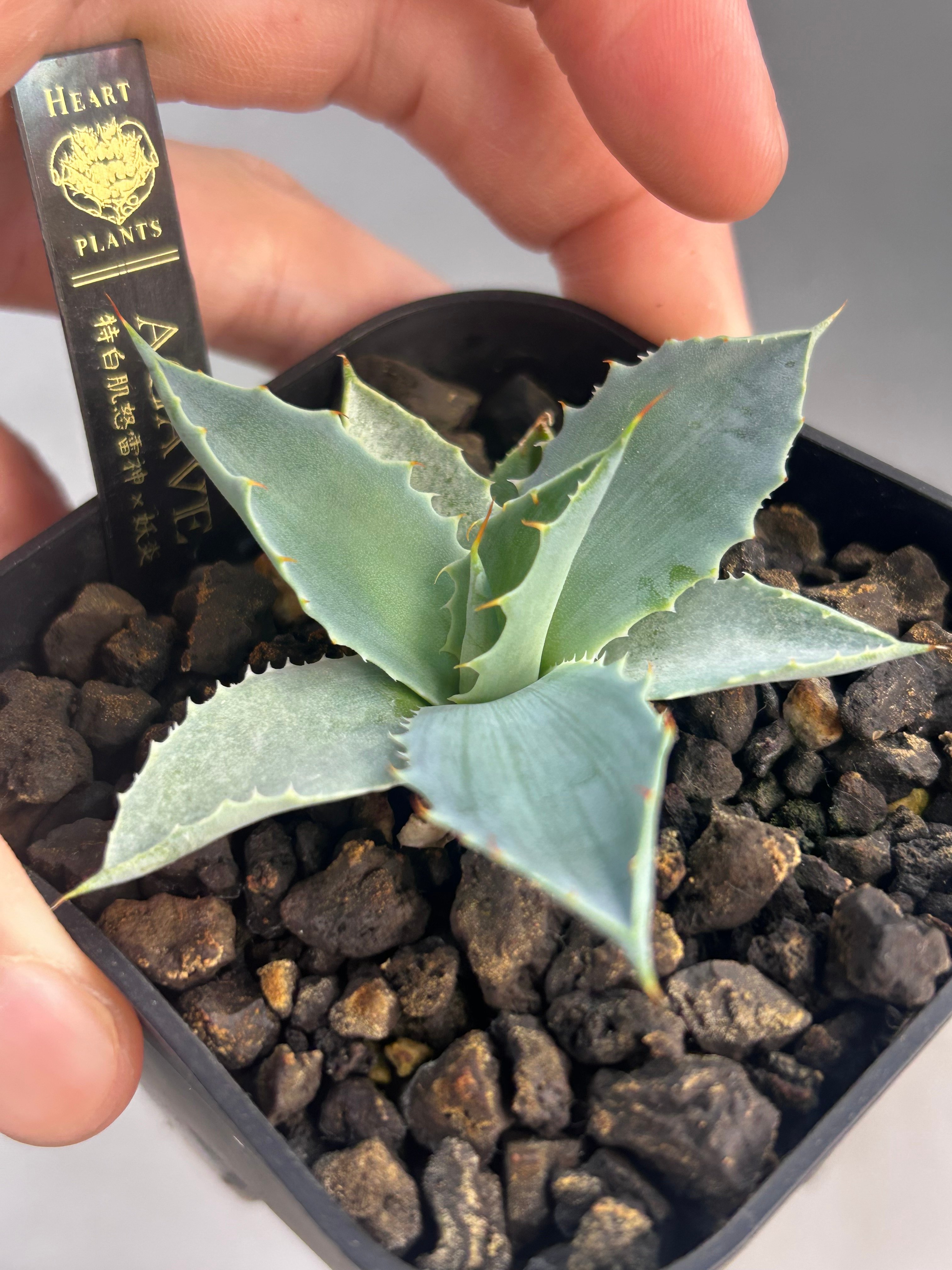 アガベ 特白肌×妖炎 実生 ハイブリッド 青葉 | アガベ専門店 Heart plants.