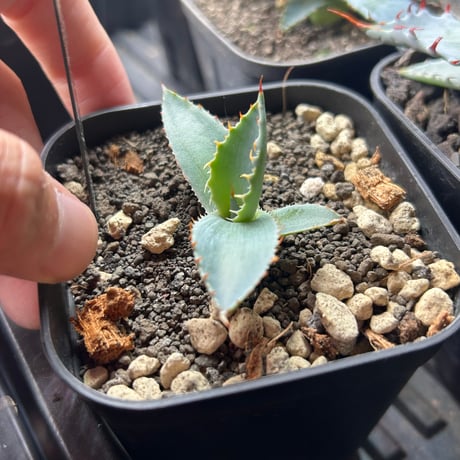 アガベ　極太連棘　A-21 特白肌×屈原　huplants産　桃花塢種兄弟