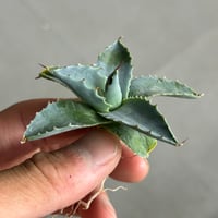 アガベ 特白肌×血妖 