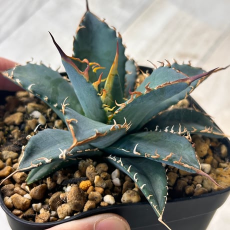 アガベ専門店 Heart plants.