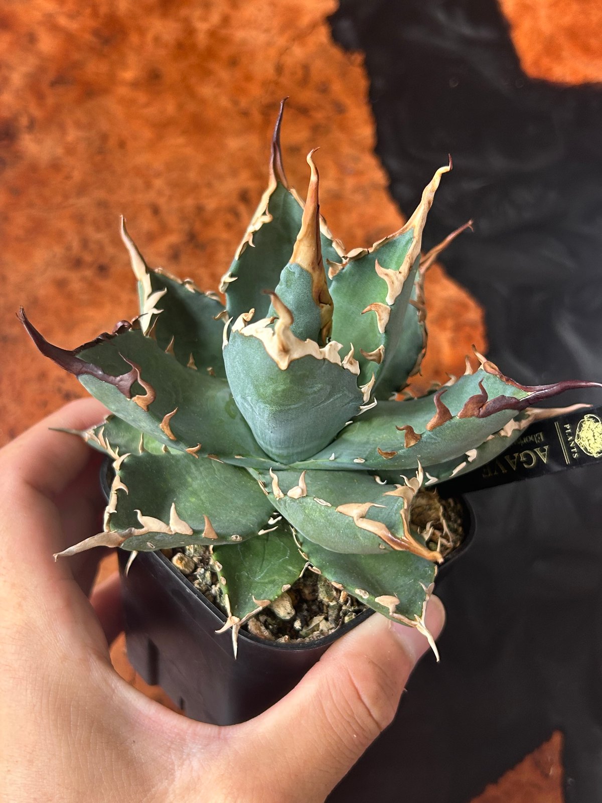 アガベ 妖炎BB ハイブリッド 青葉 | アガベ専門店 Heart plants.