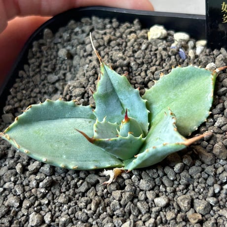 アガベ　特白肌×妖炎　huplants実生ノーナンバー　繁殖苗　ハイブリッド　青葉