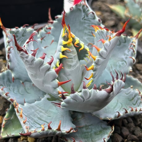 アガベ専門店 Heart plants.
