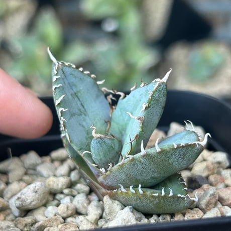 商品 | アガベ専門店 Heart plants.