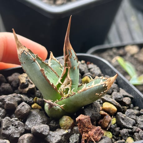 香草冰淇淋 　パープソラム　バニラアイス