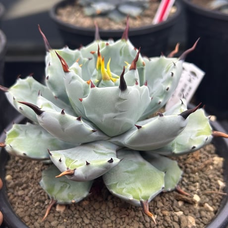 特白肌×玫瑰八荒　芙蘿菈　発根済み子株　huplantsタグ付き