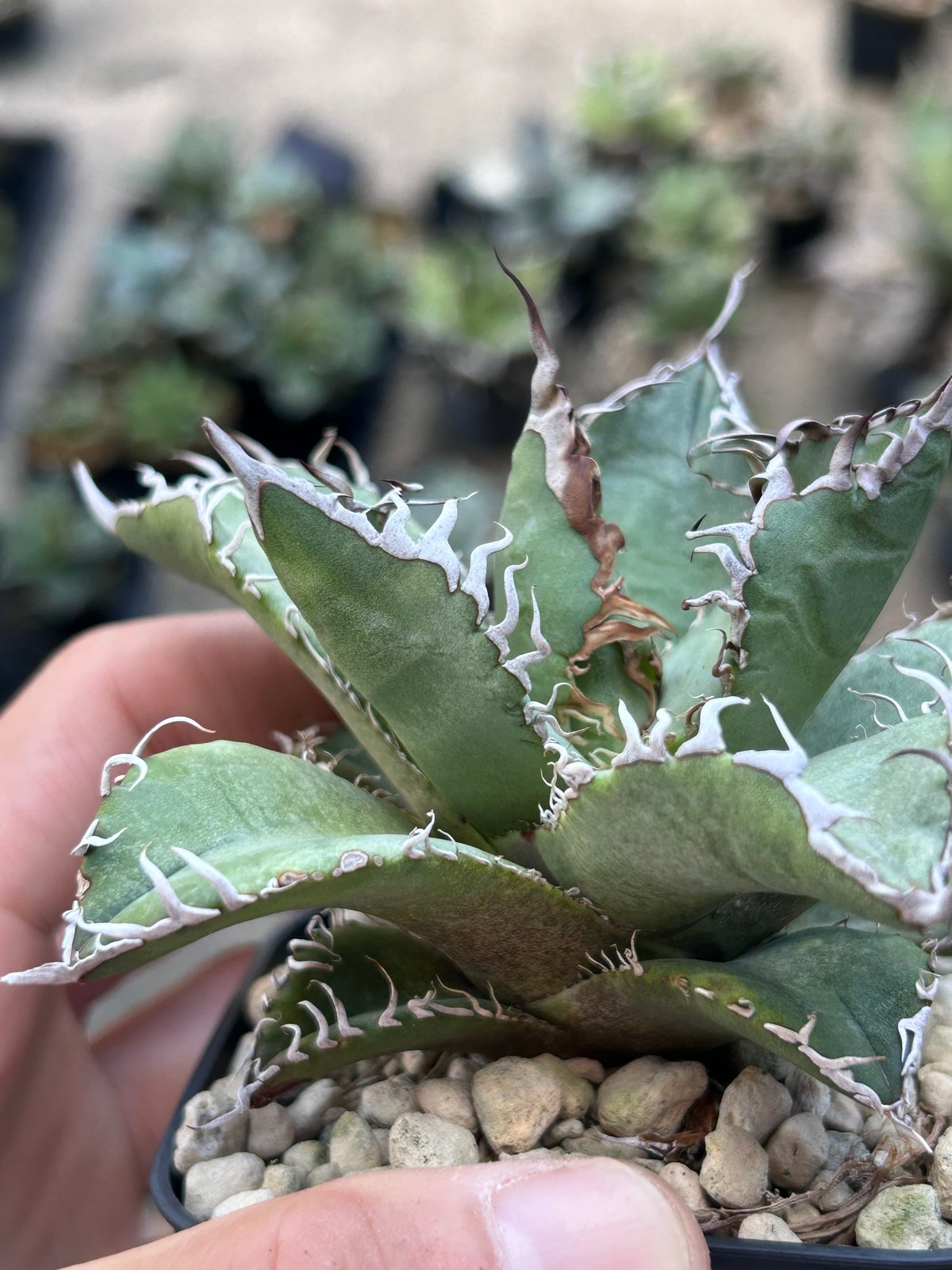 アガベ 実生オテロイ わしゃ鋸歯個体 | アガベ専門店 Heart plants.