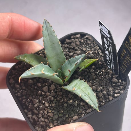 商品 | アガベ専門店 Heart plants.