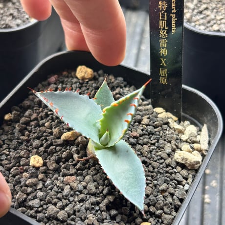 アガベ　極太連棘　A-82 特白肌×屈原　huplants産　桃花塢種兄弟