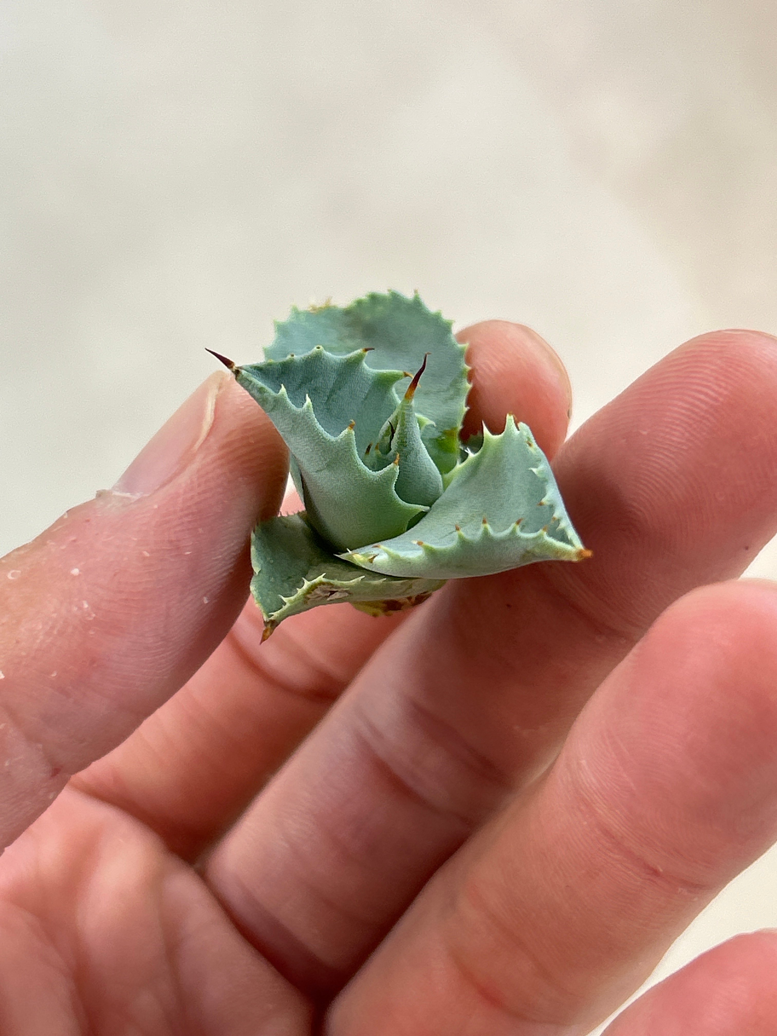 アガベ 美系白銀×妖炎 ハイブリッド 子株 | アガベ専門店 Heart plants.