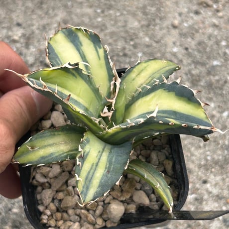 アガベ　氷海inspire 安曇野白鯨斑入　Heartplants育成株　　親超え斑入り個体！！