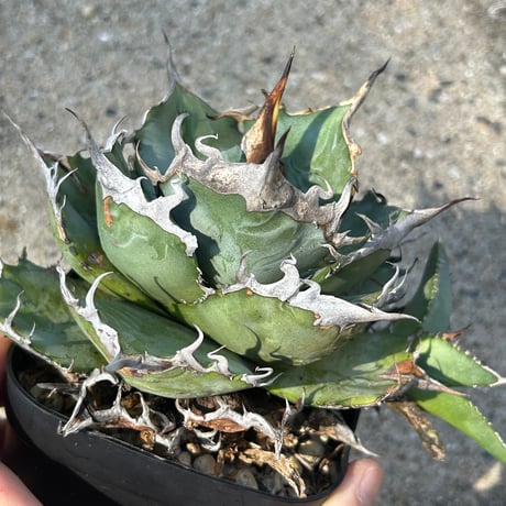 商品 | アガベ専門店 Heart plants.