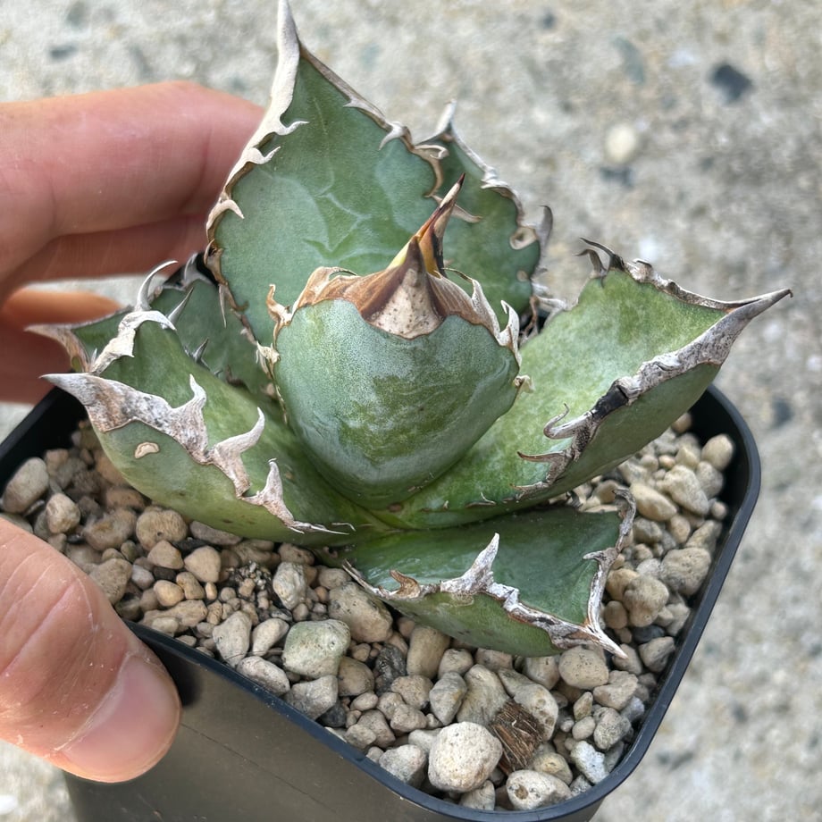 6ad17a5f64e305aa293effe1