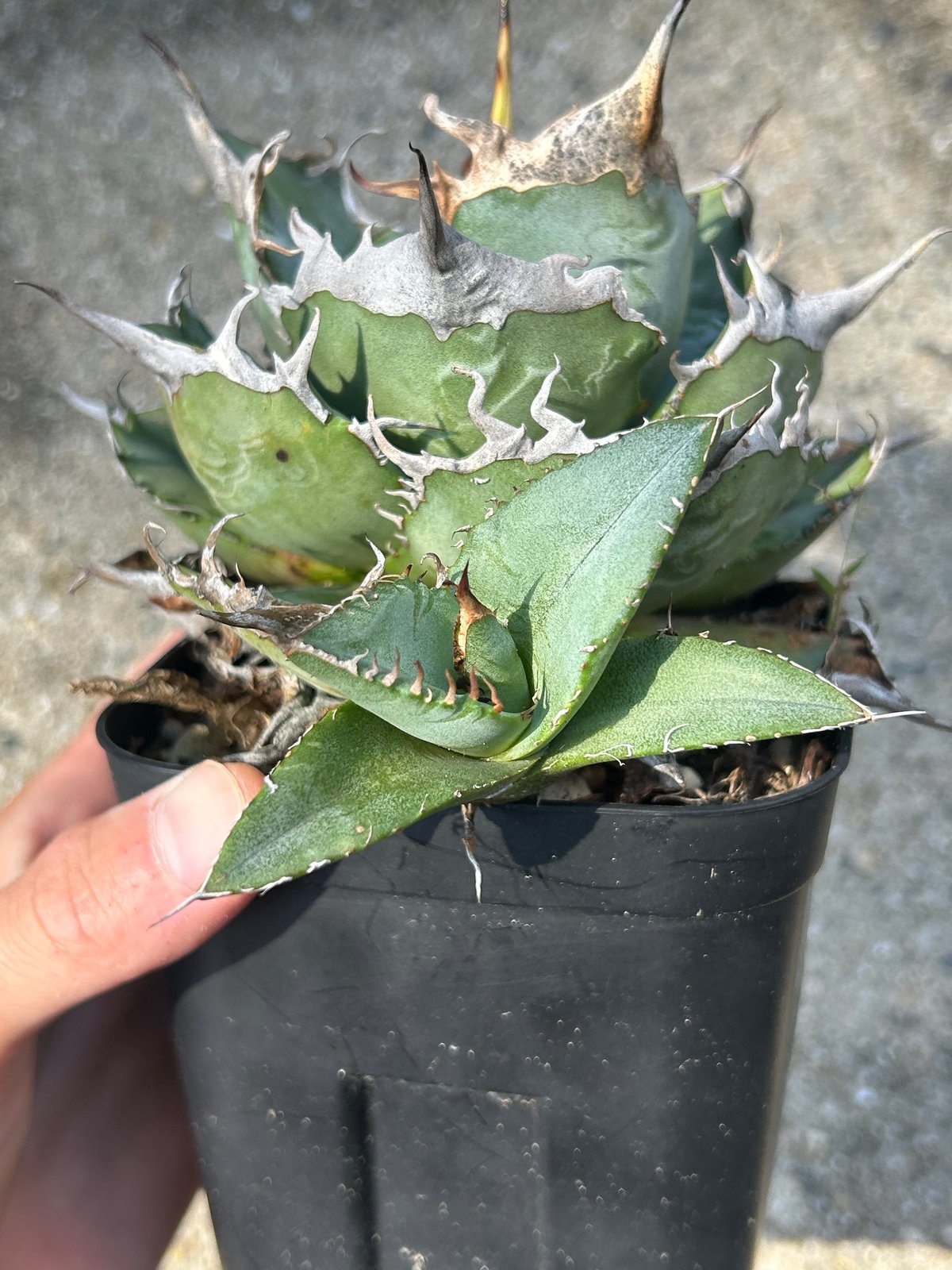 アガベ 実生オテロイ 選抜個体 子株 | アガベ専門店 Heart plants.
