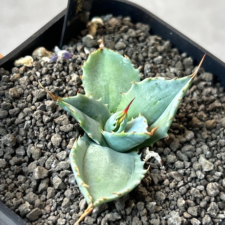 アガベ　特白肌×妖炎　huplants実生ノーナンバー　繁殖苗　ハイブリッド　青葉