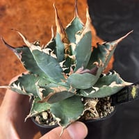アガベ　妖炎BB ハイブリッド　青葉