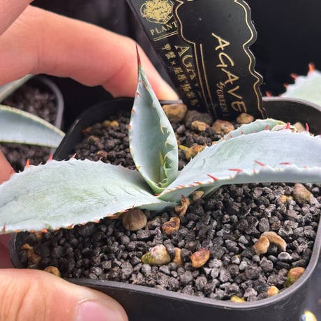 甲蟹×屈原　"極楽鳥" ハイブリッド　強連棘　子株　Green Lifeタグつき